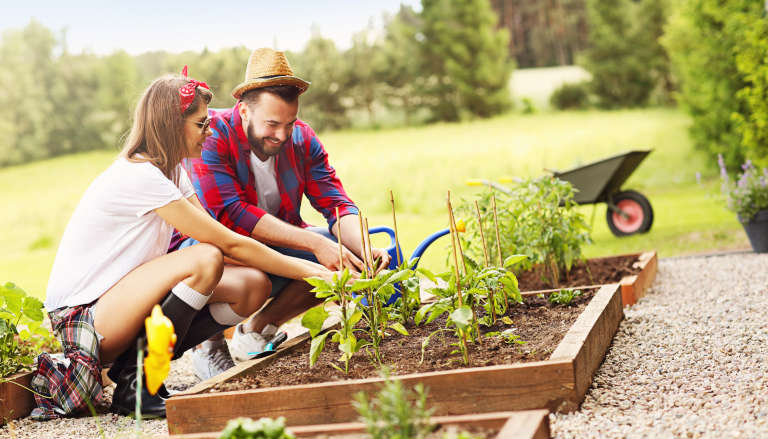 Couple tending to raised garden beds together, working collaboratively on their community garden plot.