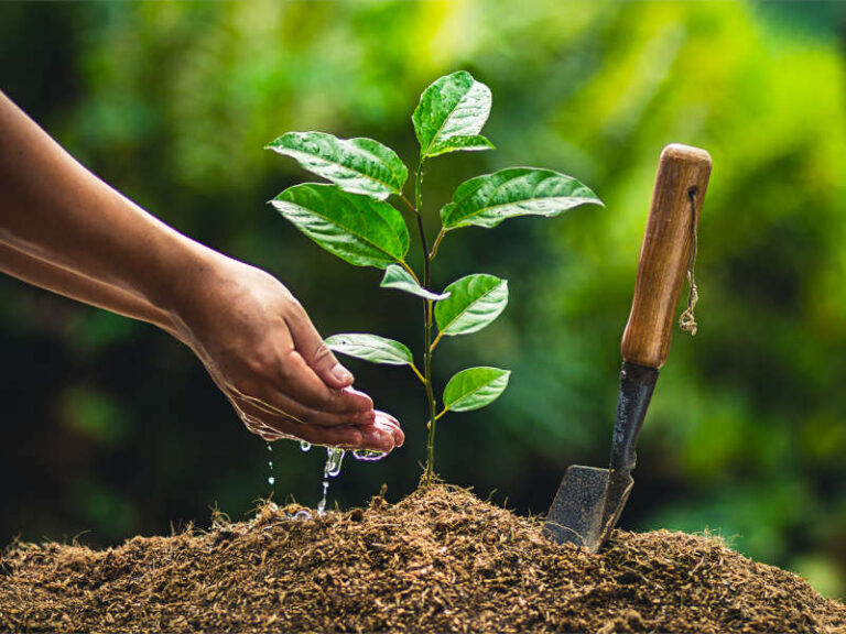 Hands watering a small seedling in soil next to a trowel.