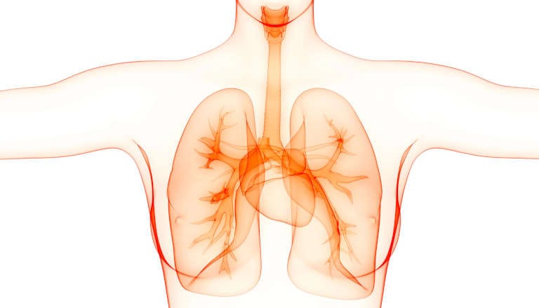 Respiratory System Diagram