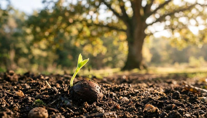 Green sprout emerging from dark seed in soil with mature tree blurred in background.